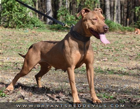 500 Adba Blakes Damian Blood Male For Sale. . Old family red nose pitbulls for sale
